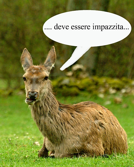 Mammalia .... che ridere!